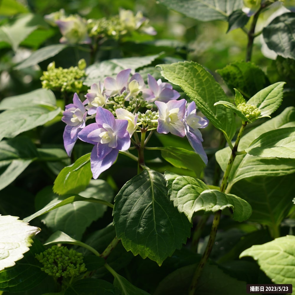 アジサイ うたげ 3