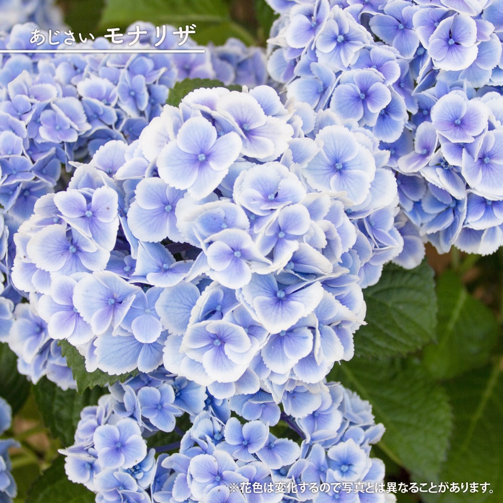 アジサイ モナリザ 
