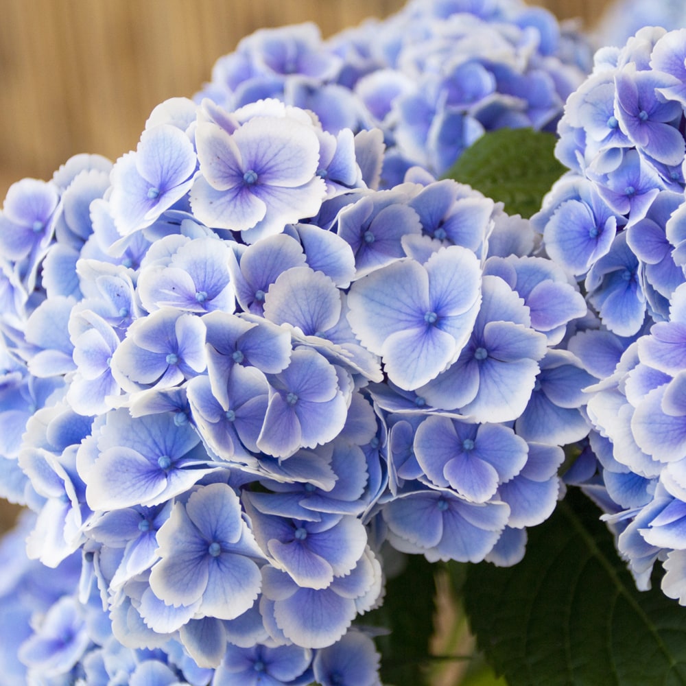 アジサイ モナリザ 2