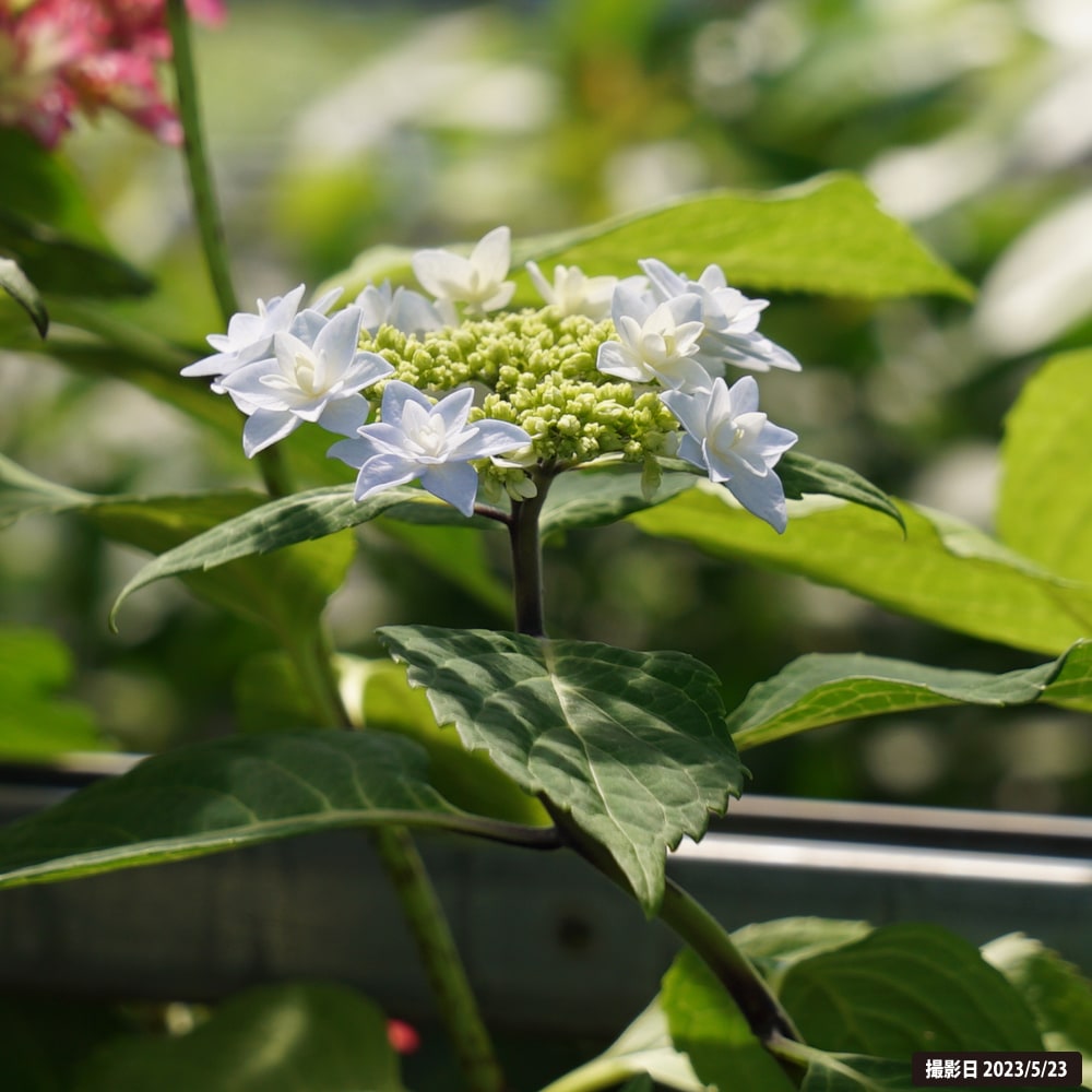 アジサイ 星花火 4