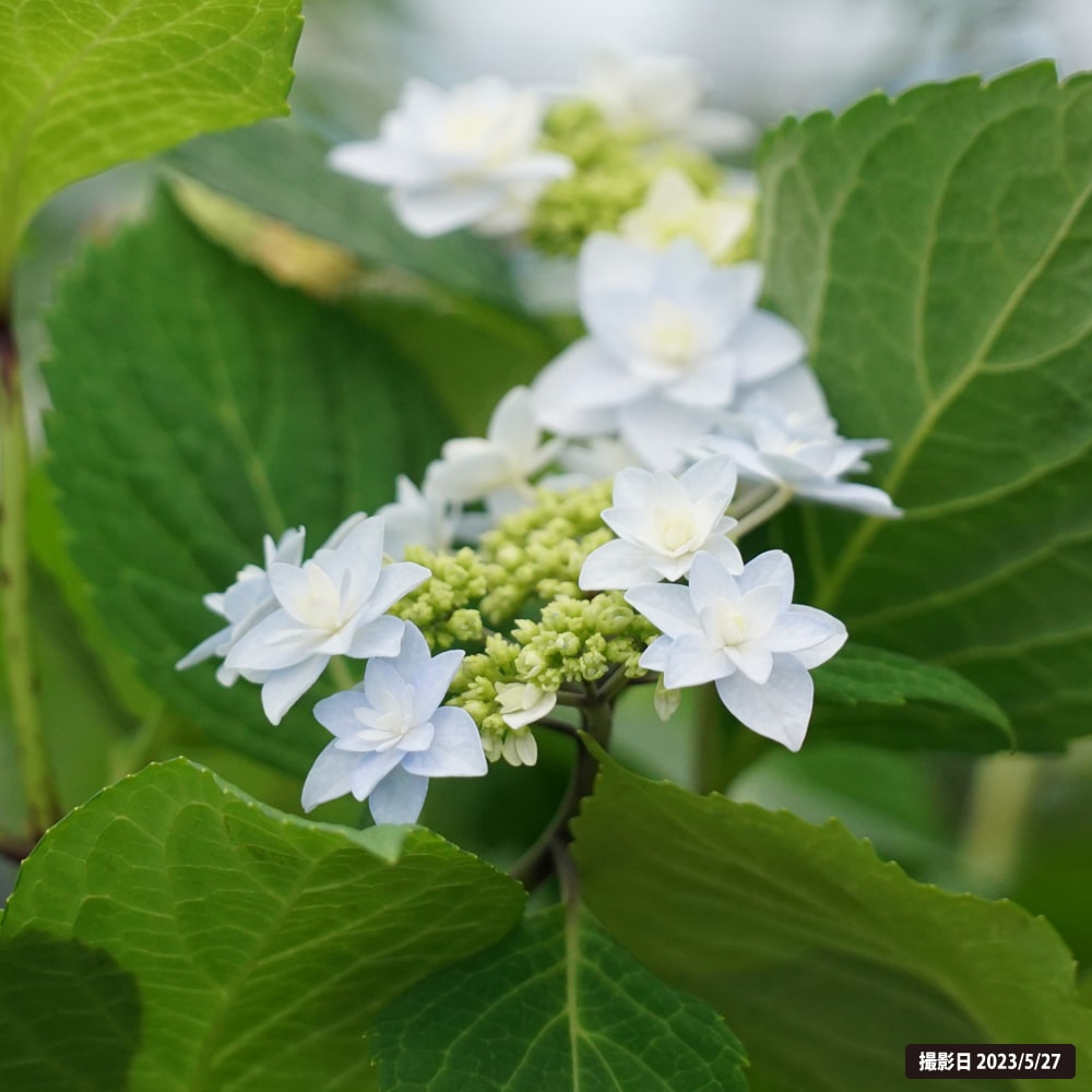 アジサイ 星花火 5