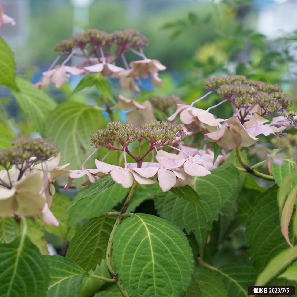 苗 苗木部 By 花ひろばオンライン