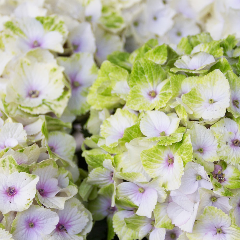 アジサイ マジカル ノブレス 5