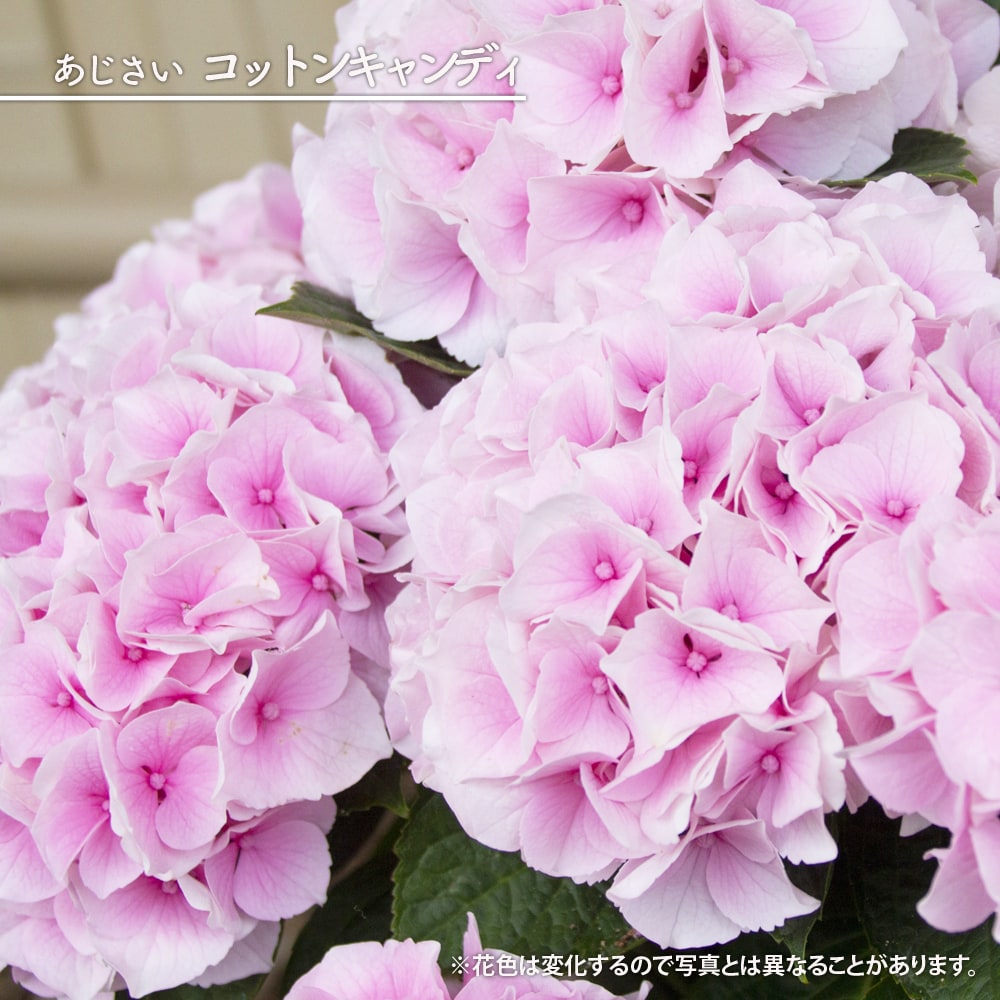 アジサイ コットンキャンディ 