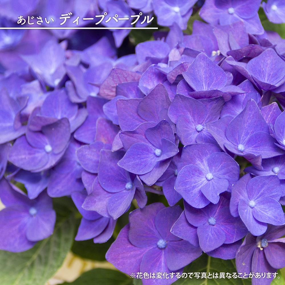 アジサイ ディープパープル 