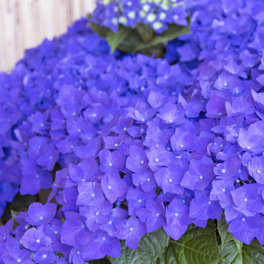 アジサイ ディープパープル 1