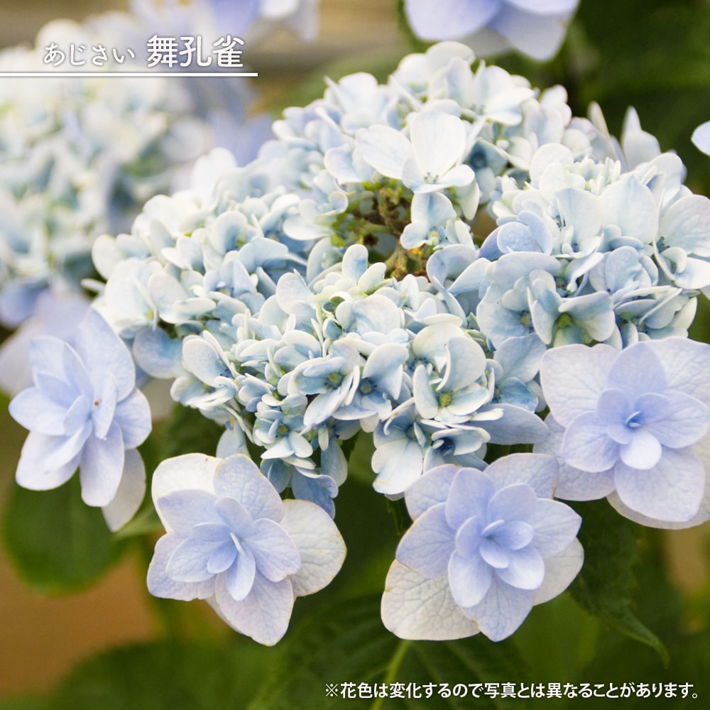 アジサイ 舞孔雀 