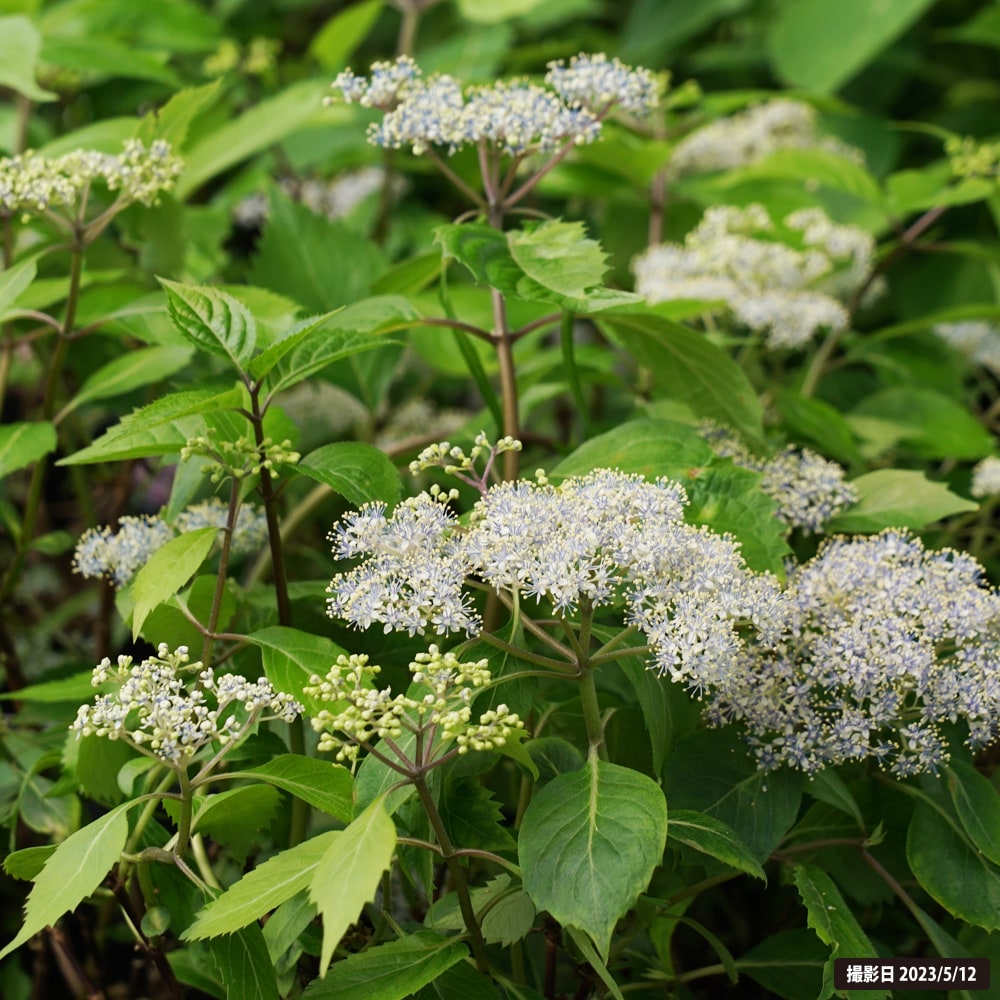 アジサイ 奥多摩小アジサイ 3