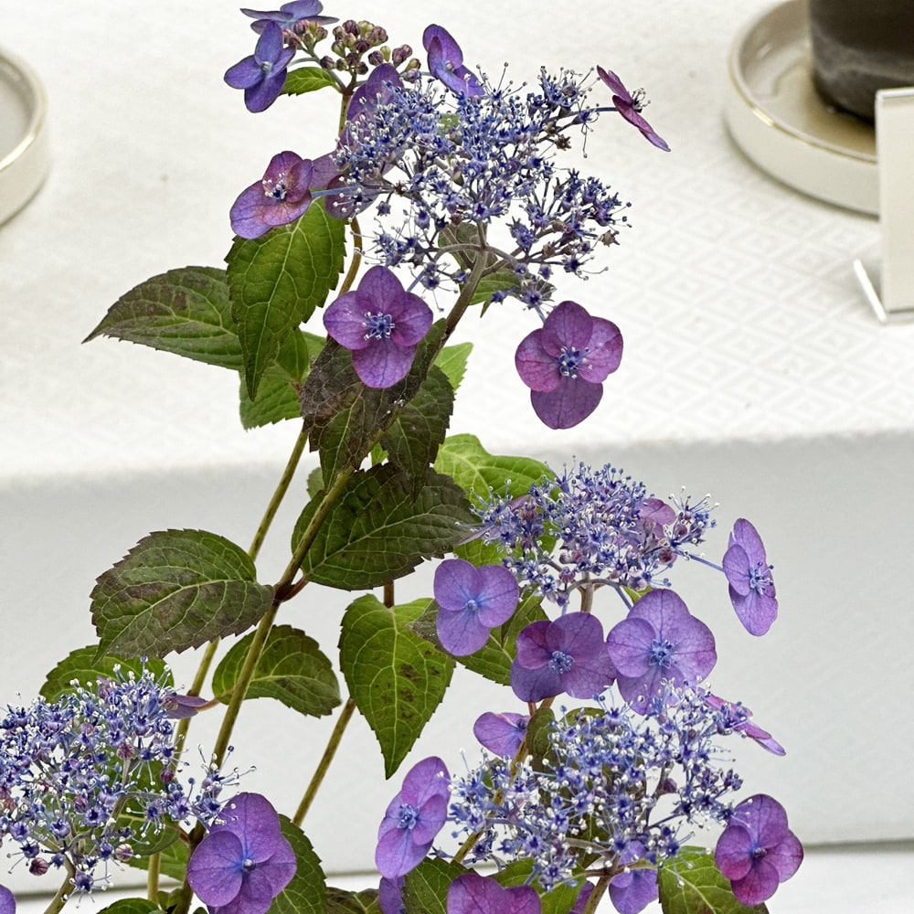 アジサイ 津江の紅鶴 2