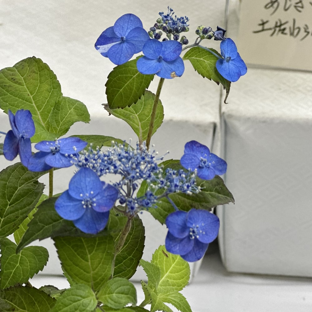 アジサイ 津江の紅鶴 3