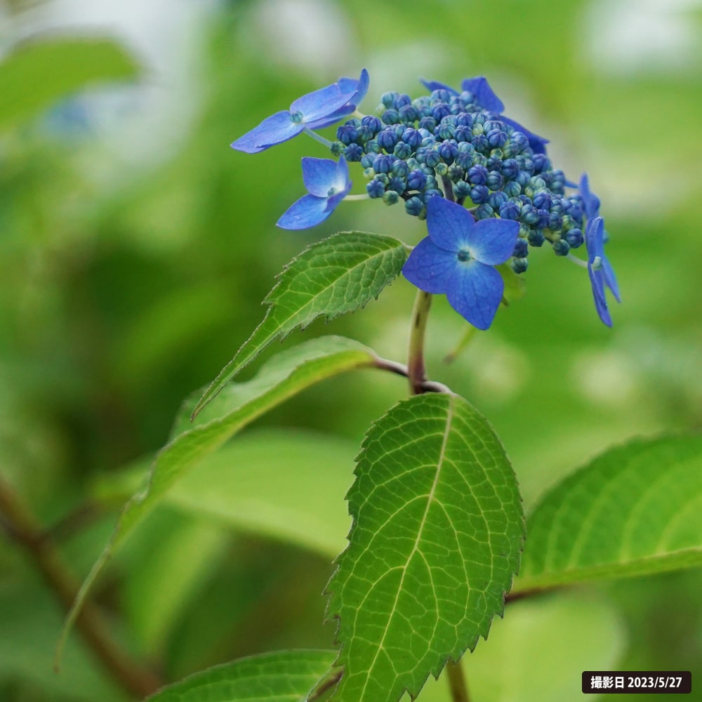 アジサイ 七変化 1