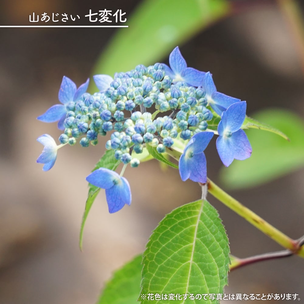 アジサイ 七変化 