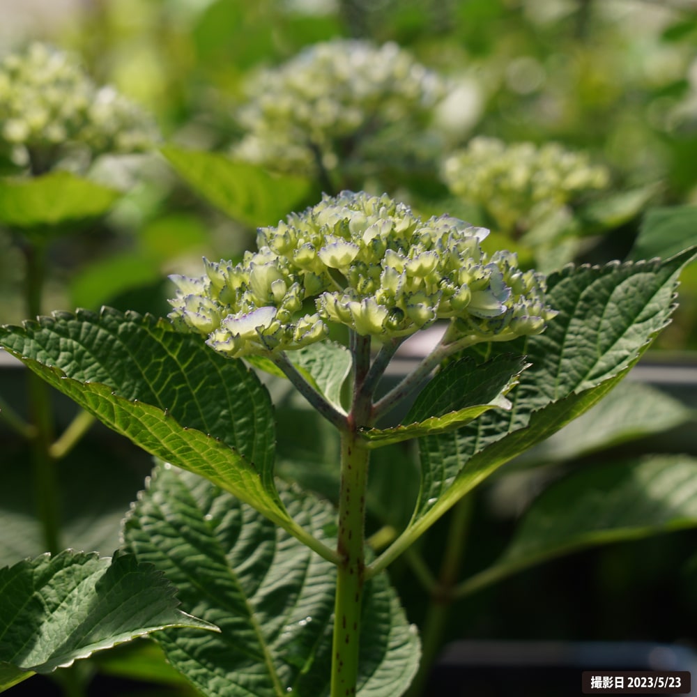 アジサイ ピンクマーブルソーダ 1