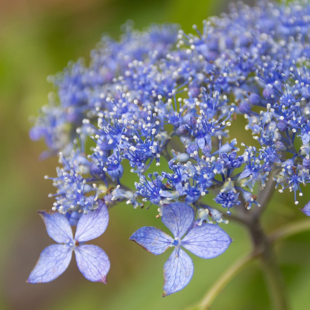 アジサイ 普賢の華 苗 販売 苗木部 By 花ひろばオンライン