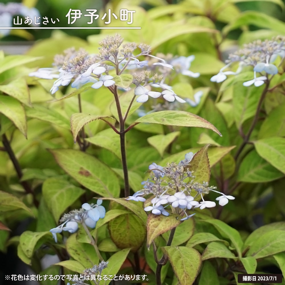 アジサイ 伊予小町 