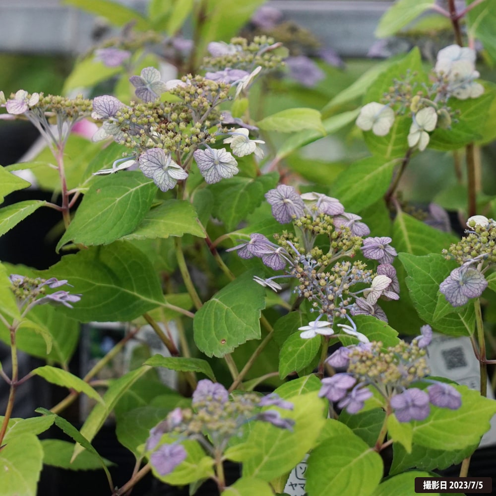 アジサイ ヤマアジサイ 聖 苗 販売 苗木部 By 花ひろばオンライン