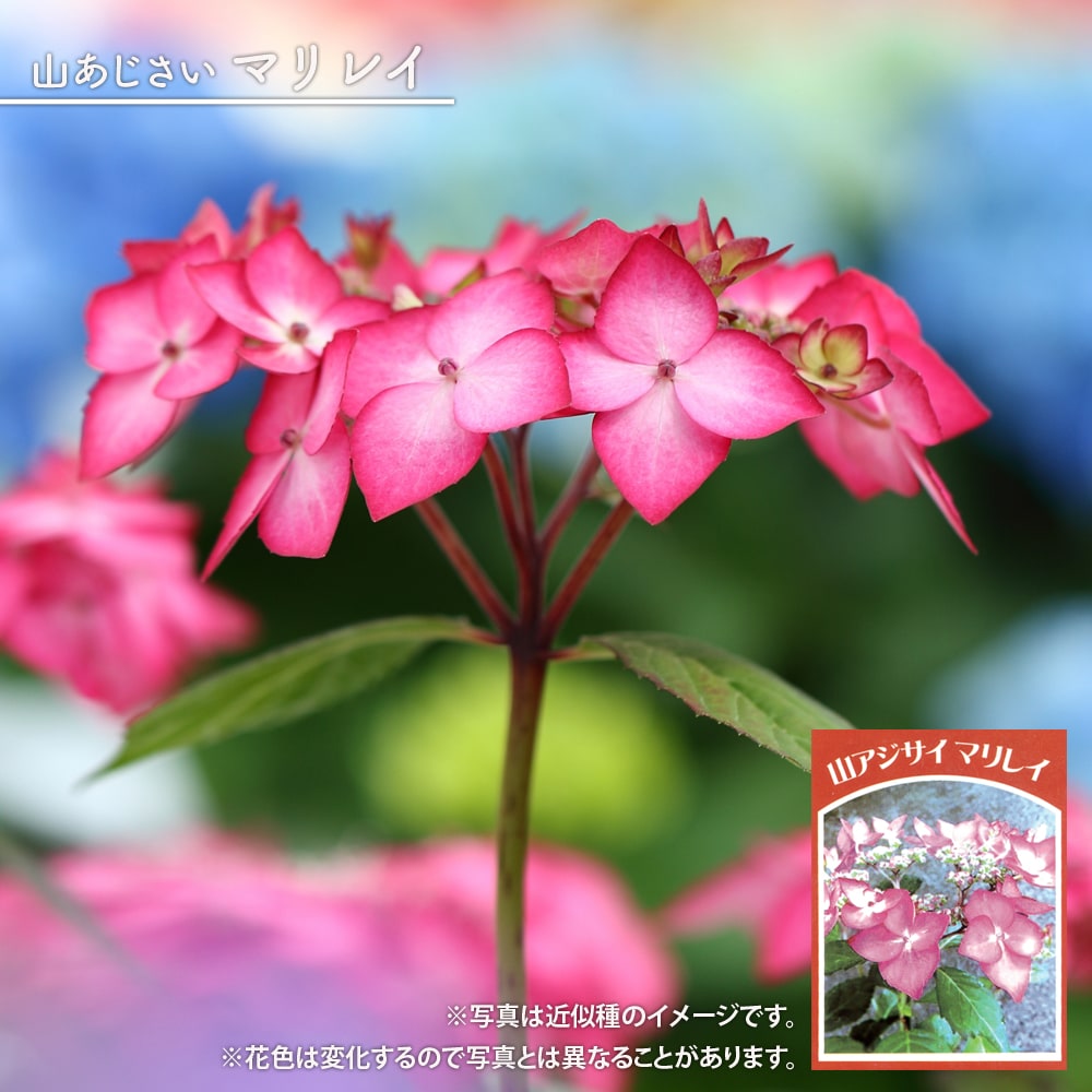 アジサイ マリレイ 
