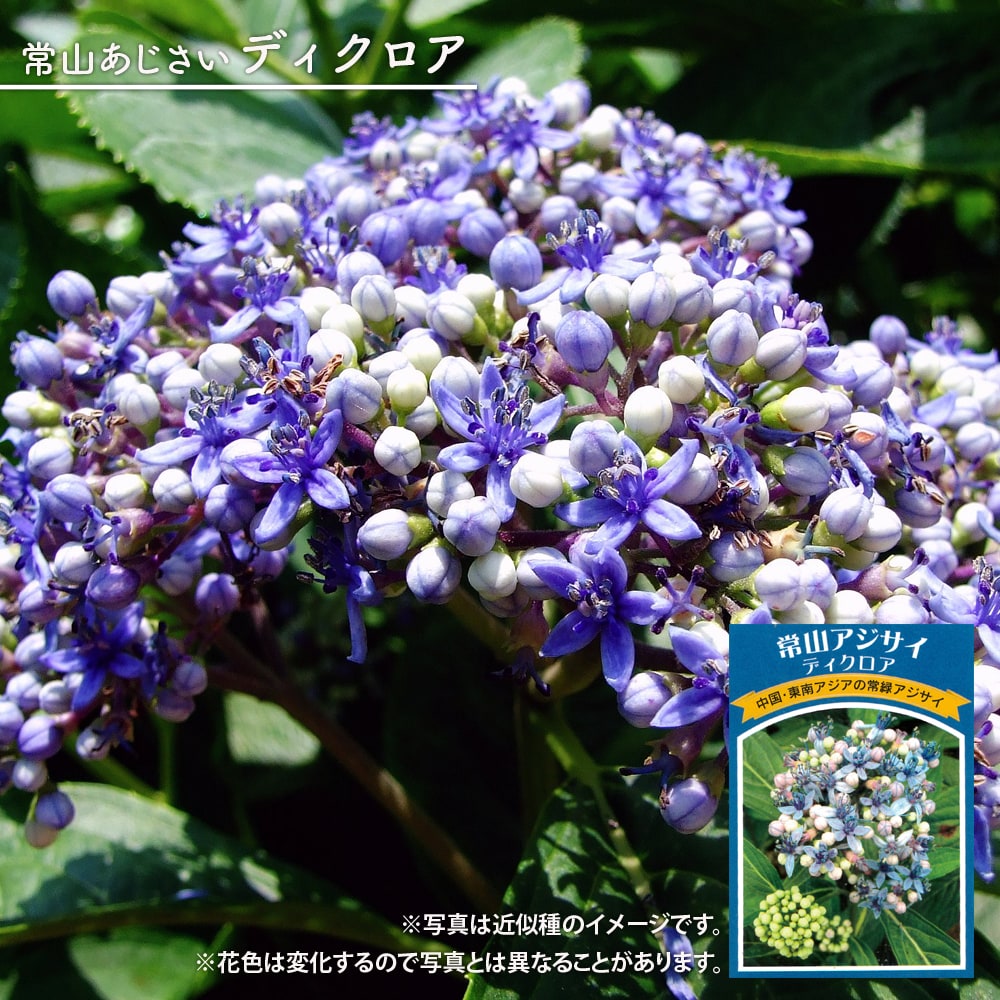 アジサイ ディクロア 