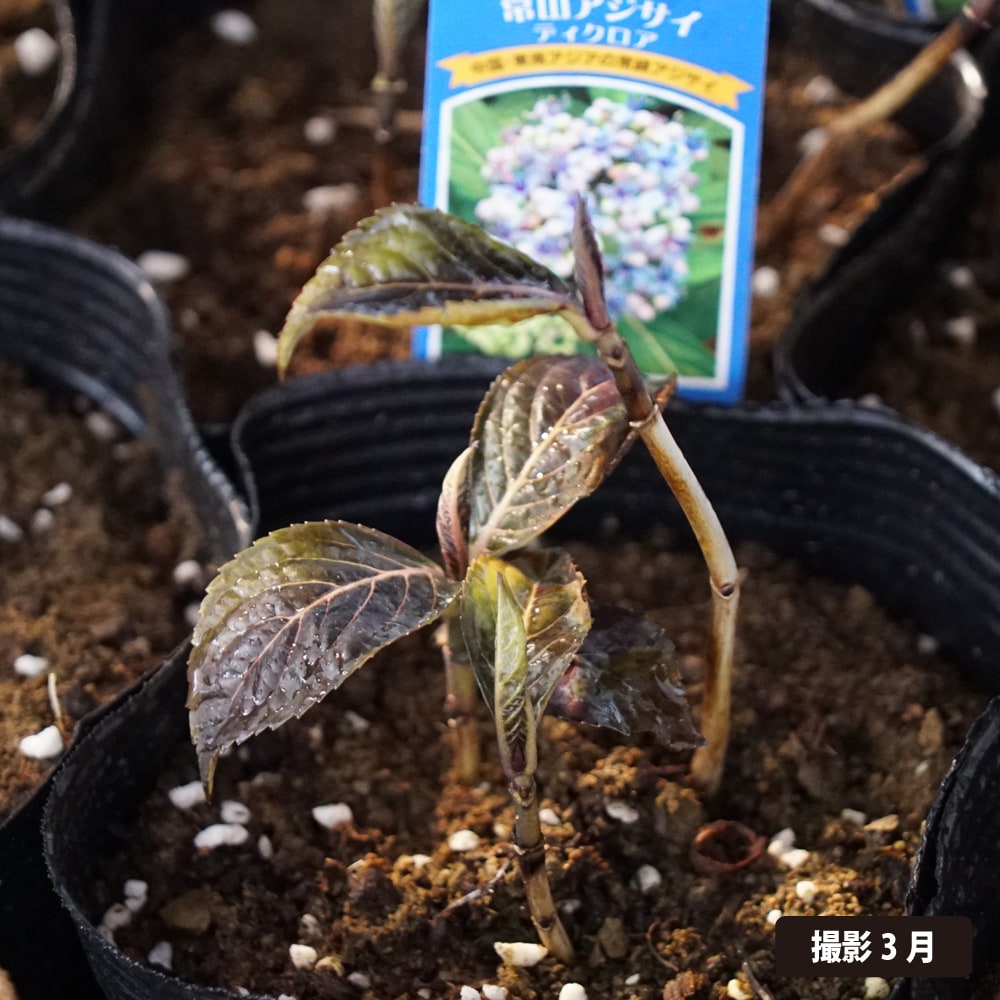 アジサイ ディクロア 3