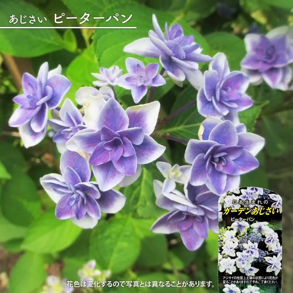 アジサイ ピーターパン 