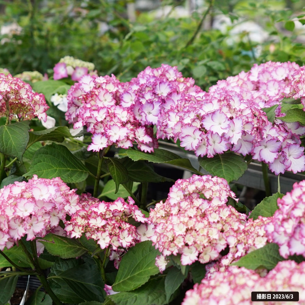 アジサイ カラードリーム 