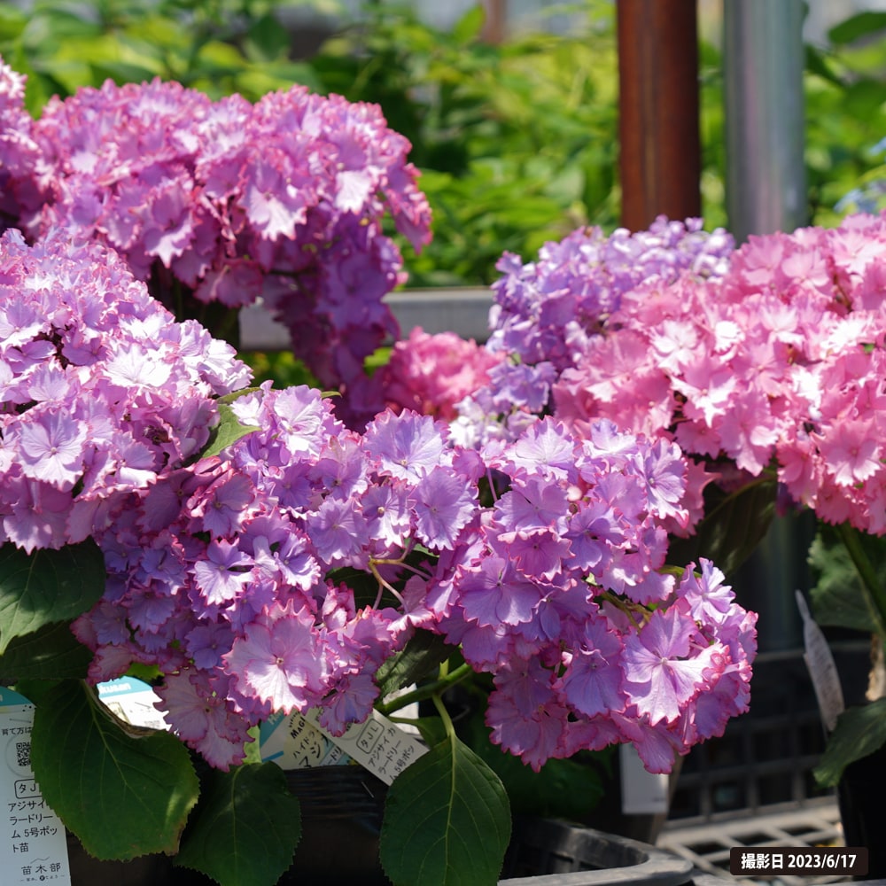 アジサイ カラードリーム 4