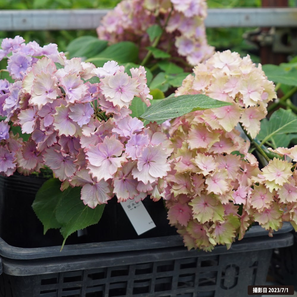 アジサイ カラードリーム 5