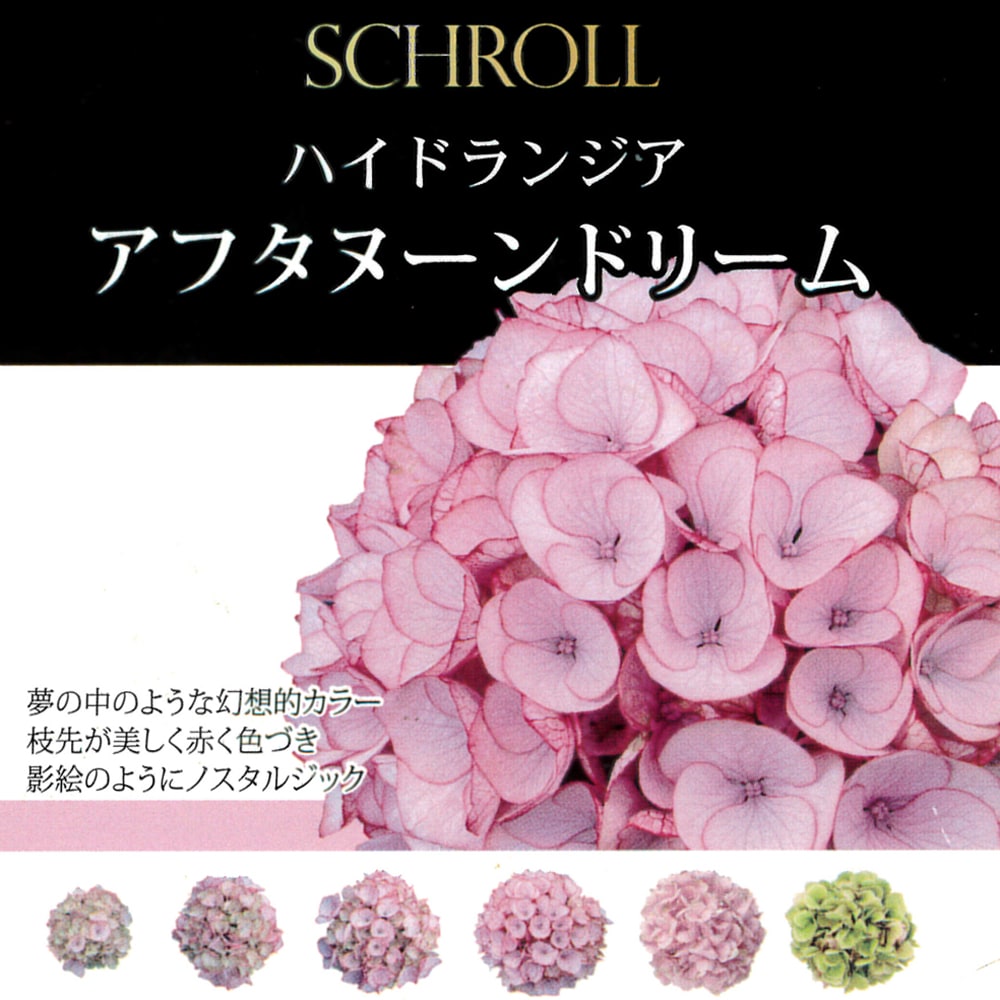 アジサイ ピーターパン 