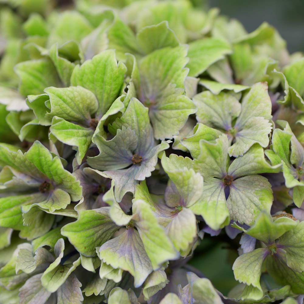 アジサイ レモンキス 1