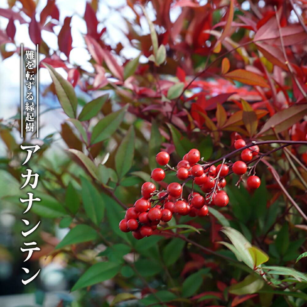 アカナンテン  3