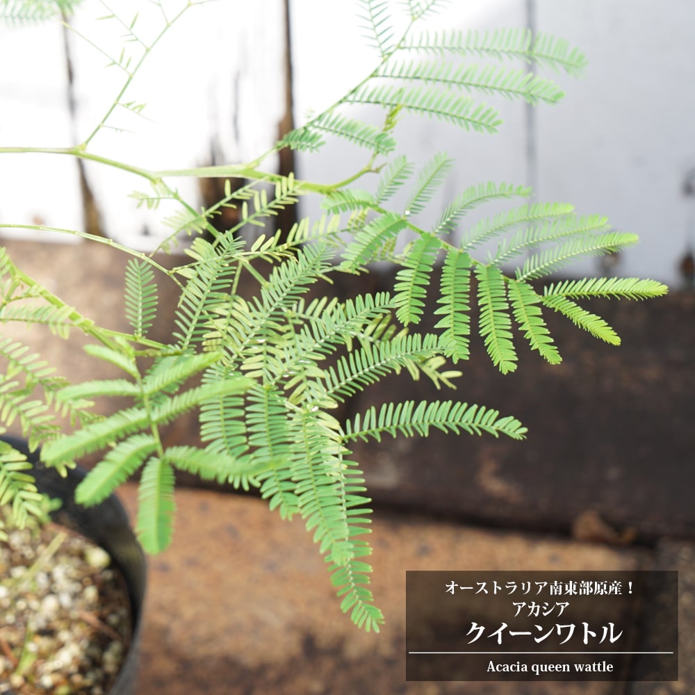 アカシア クイーンワトル