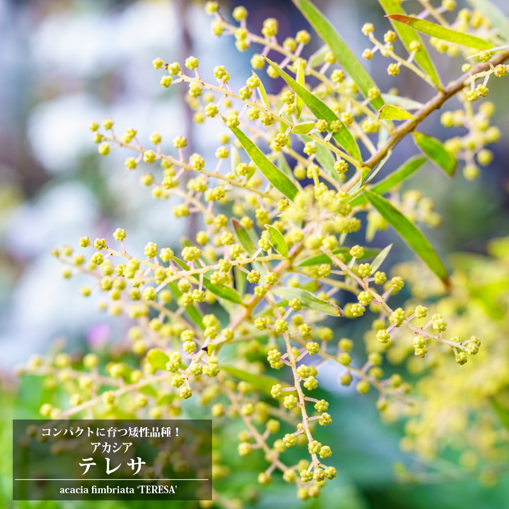 アカシア テレサの通販 苗木部 By 花ひろばオンライン