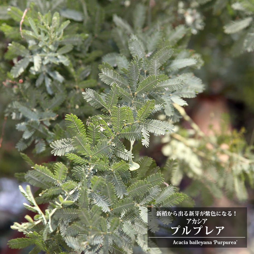 アカシア ゴールデンミモザ プルプレア 