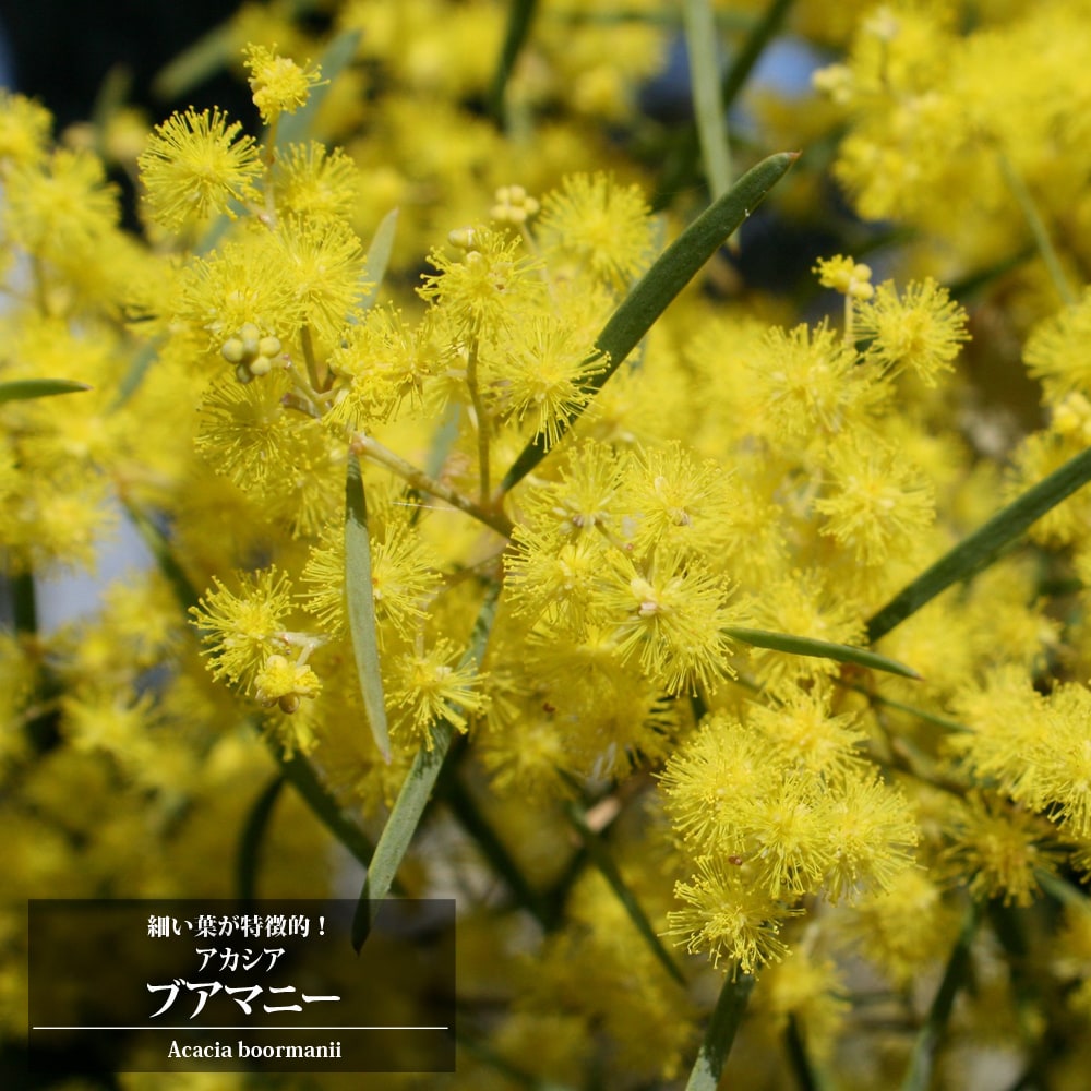 アカシア スノーウィーリバーワトル 