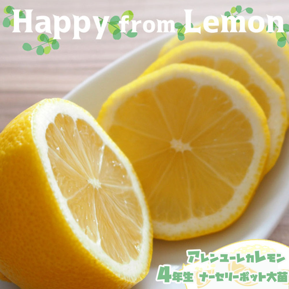 柑橘 レモン アレンユーレカ 苗 おすすめ 苗木部 By 花ひろばオンライン