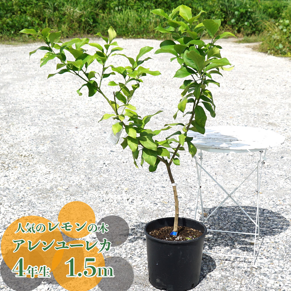 柑橘 アレンユーレカ 1