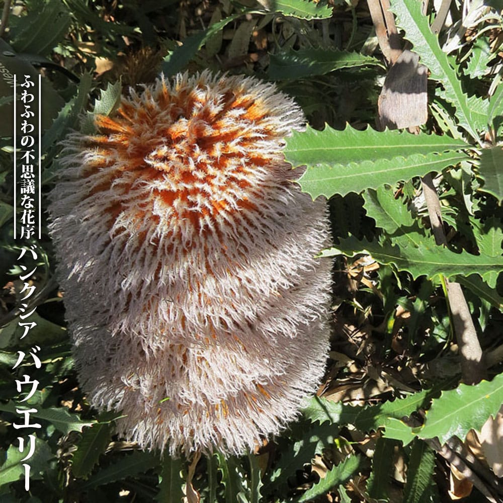 バンクシア オブロンギフォリア 