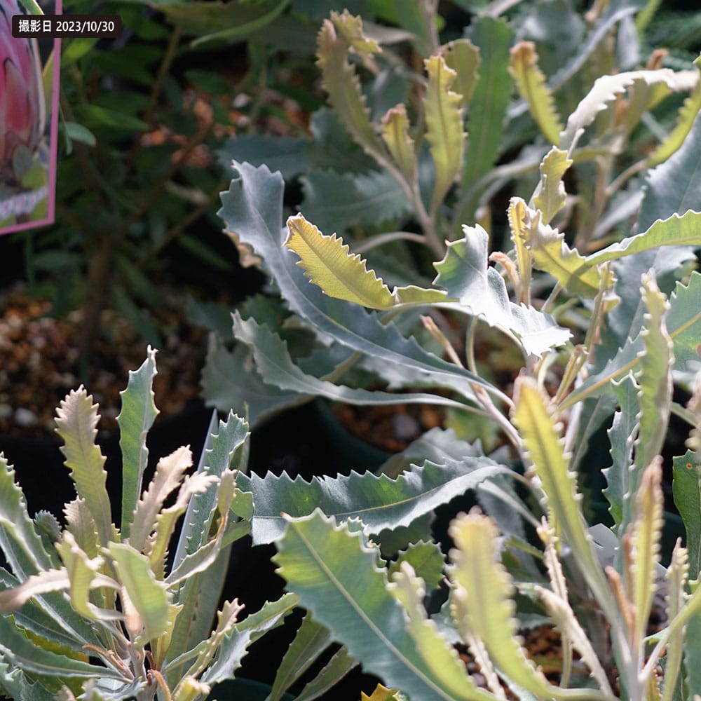 バンクシア バウエリー 3