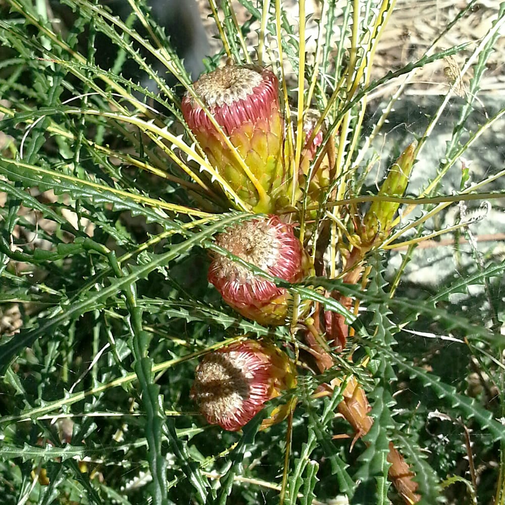 バンクシア ニベアの通販 苗木部 By 花ひろばオンライン