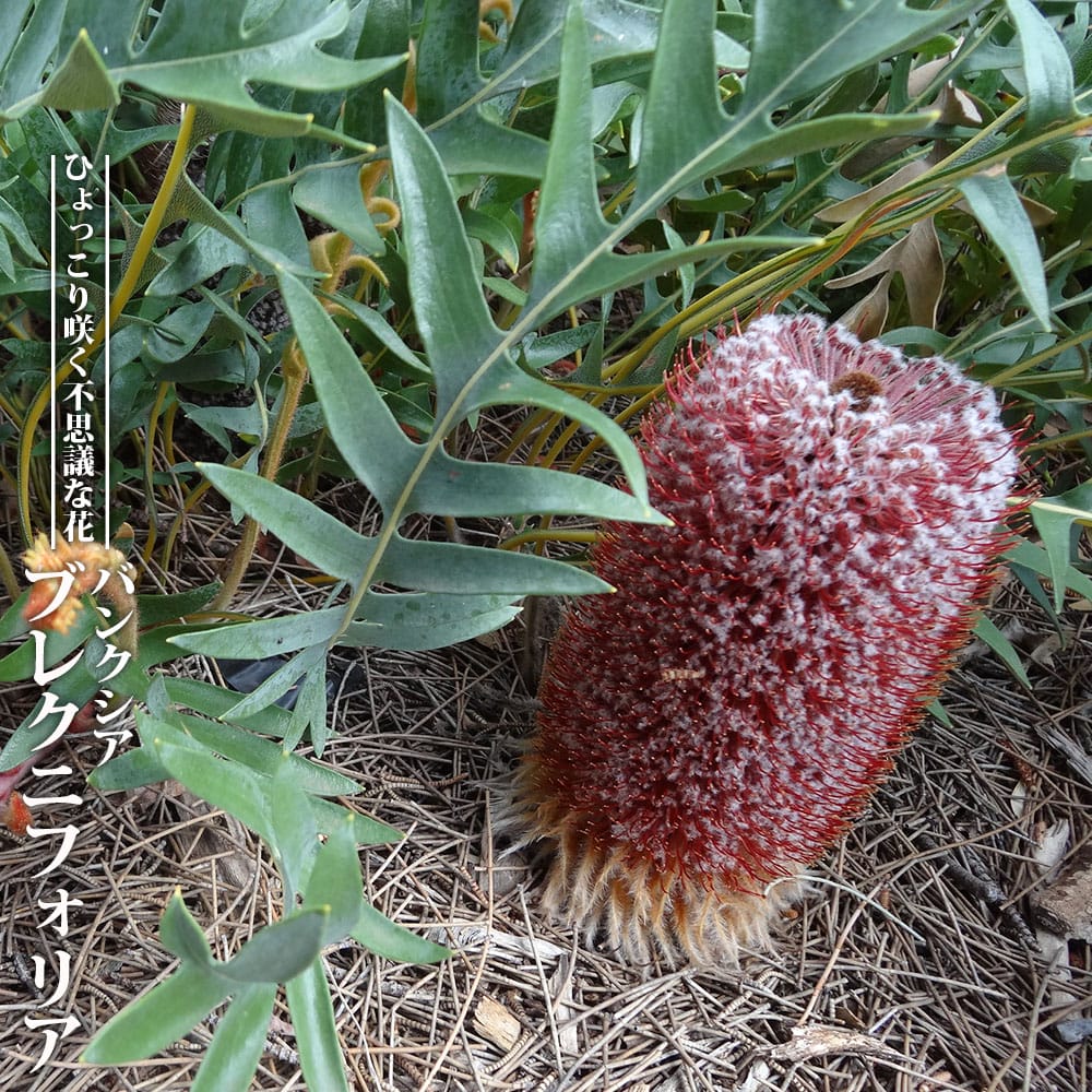 バンクシア オブロンギフォリア 2