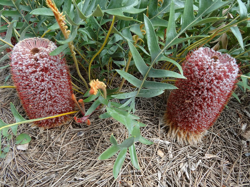 バンクシア ブレクニフォリアの通販 苗木部 By 花ひろばオンライン