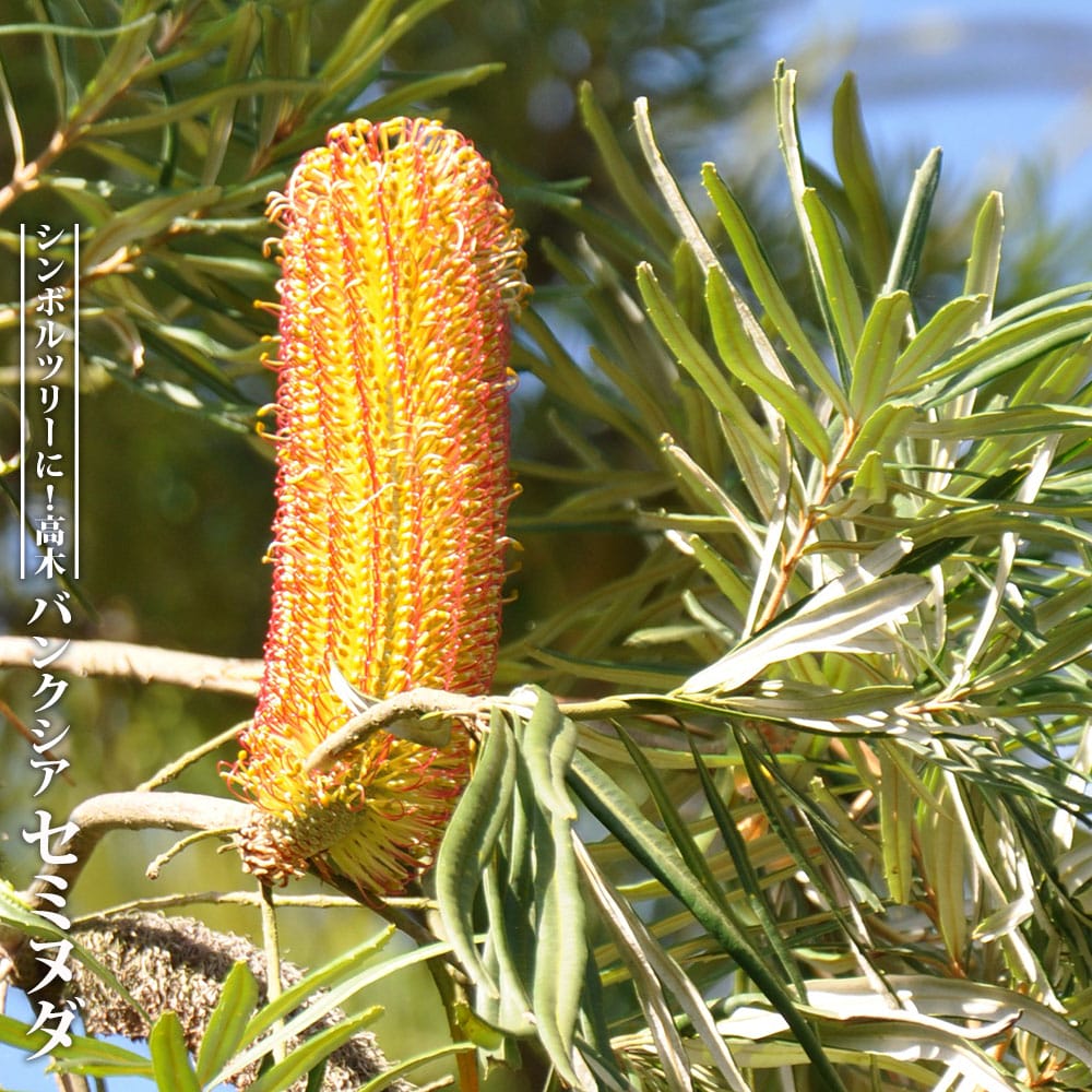 バンクシア オブロンギフォリア 