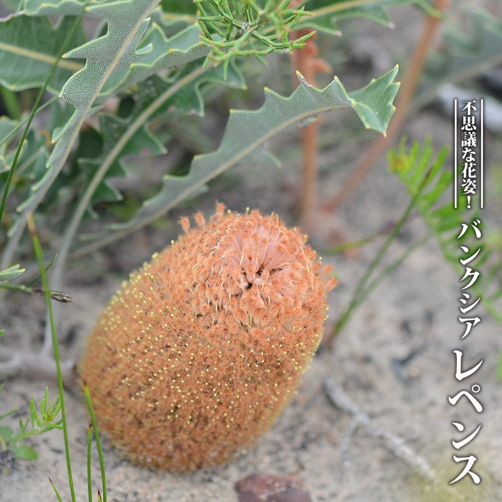 バンクシア セミヌダ 2