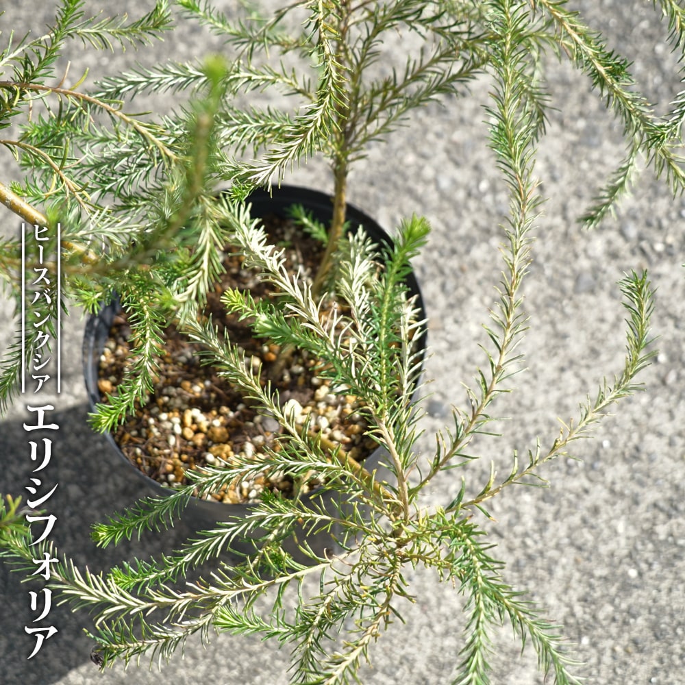 バンクシア エリシフォリア 