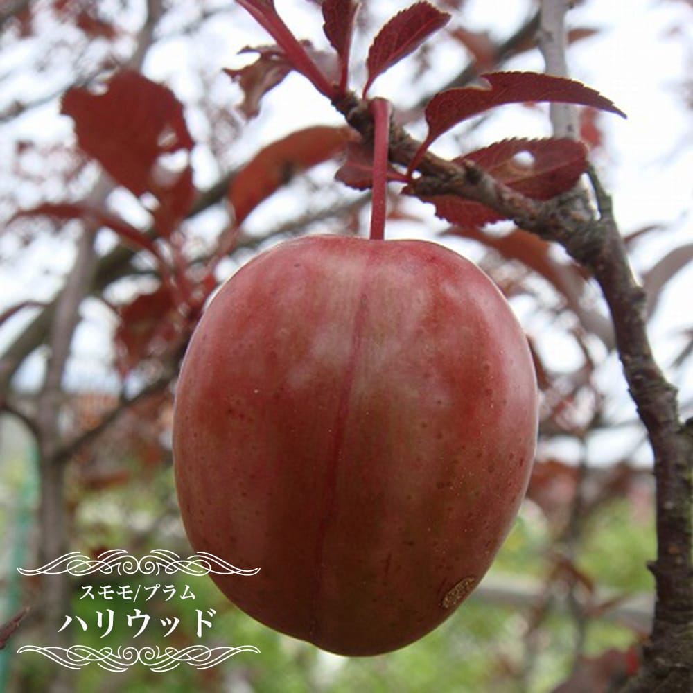 プラム・スモモ ベニバスモモ ハリウッド 苗 おすすめ 苗木部 By 花