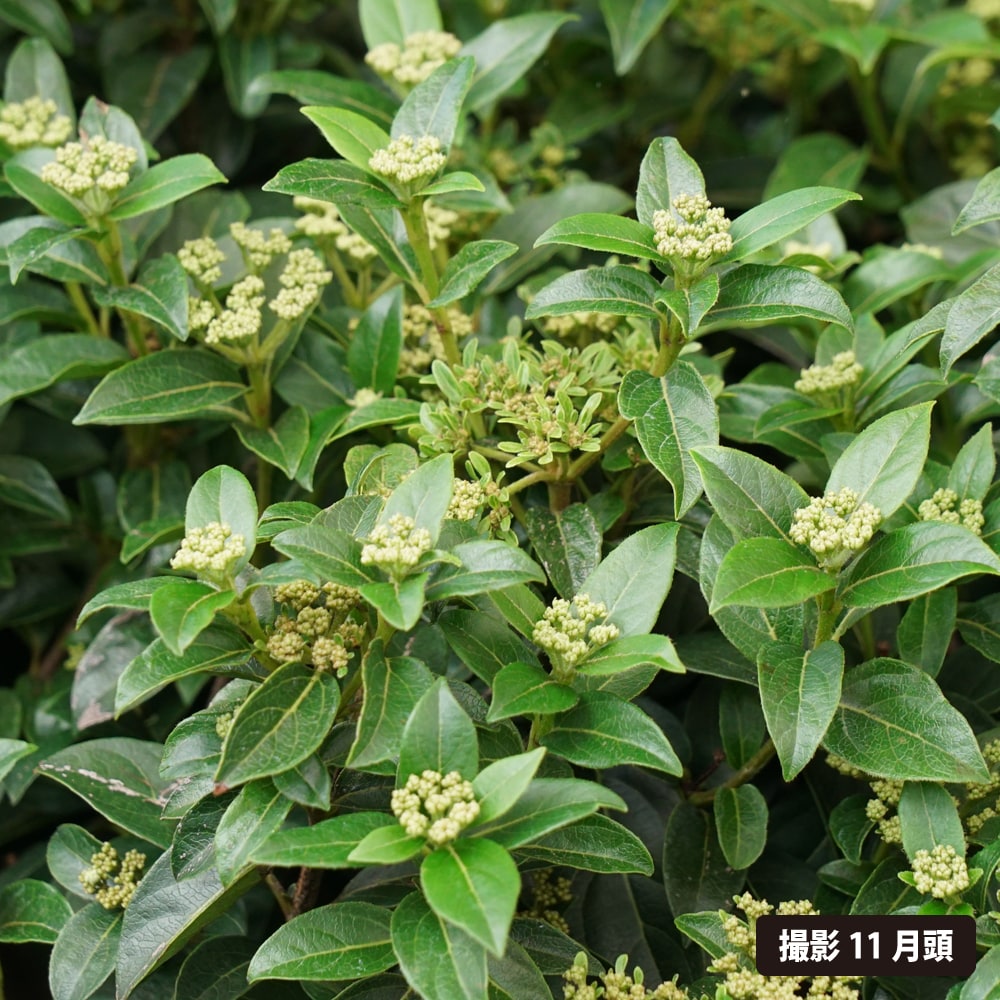 ビバーナム フレンチホワイト 3