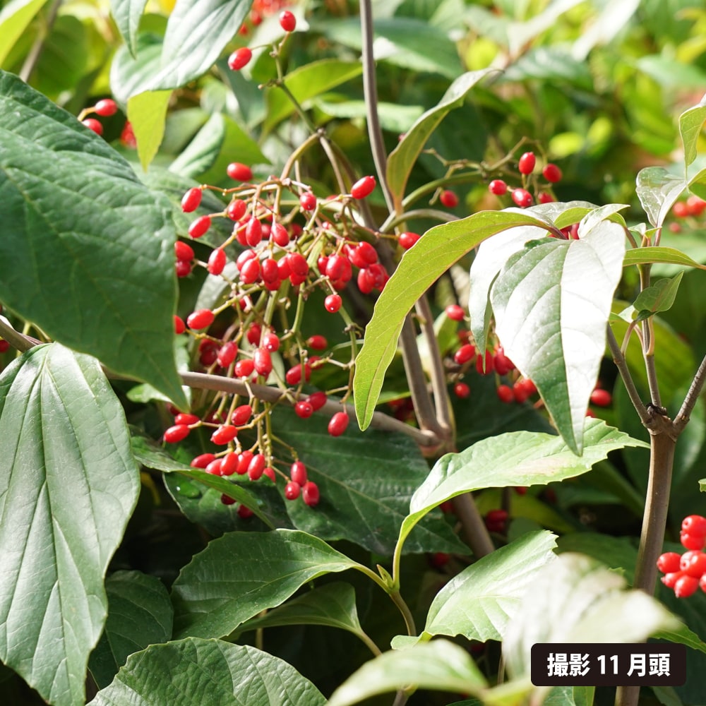 ハクサンボク  2