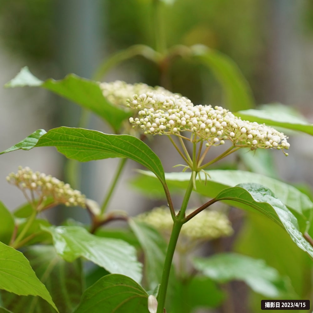 ハクサンボク 苗 販売 苗木部 By 花ひろばオンライン