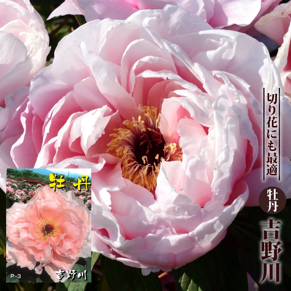 牡丹 吉野川 苗 販売 苗木部 By 花ひろばオンライン