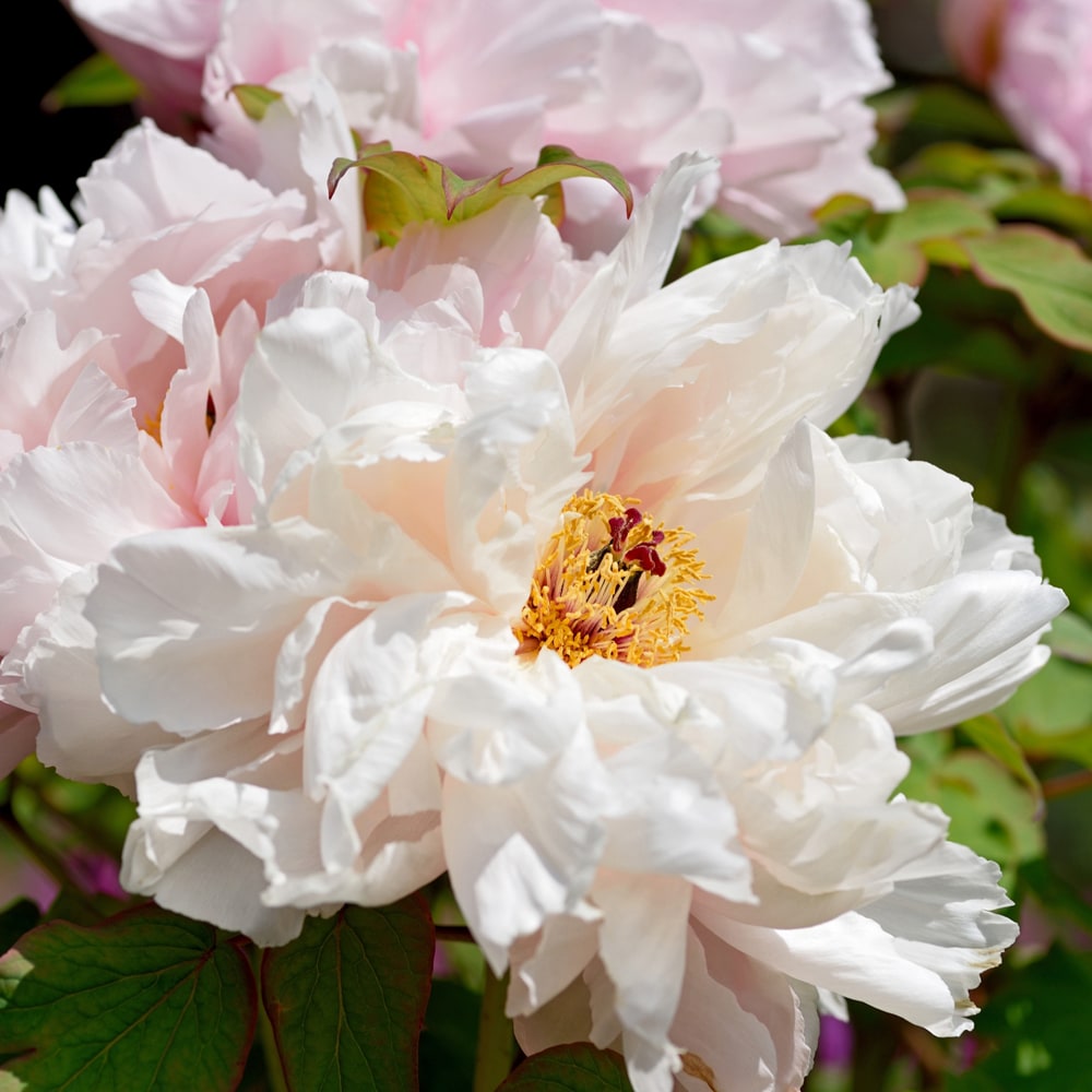 牡丹 吉野川 苗 販売 苗木部 By 花ひろばオンライン